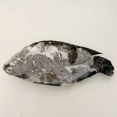 Frozen tilapia (Ikan mujair)